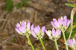 Curtiss' milkwort